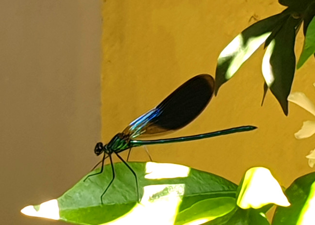 Boom Boom Beckett- A new start