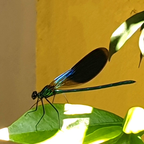 Boom Boom Beckett- A new start