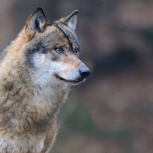 Le conseguenze del ritorno