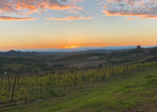 Il Senso della Vite: Amicizia e cooperazione