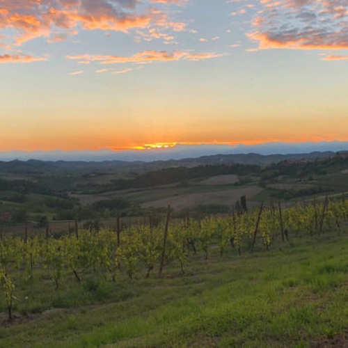 Il Senso della Vite: Amicizia e cooperazione