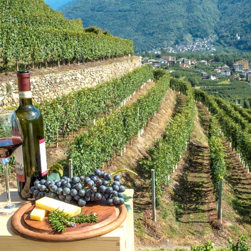 Il senso della Vite: il nebbiolo misterioso