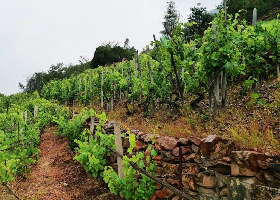 Volti e vini dalla Val Susa e dai Colli Tortonesi