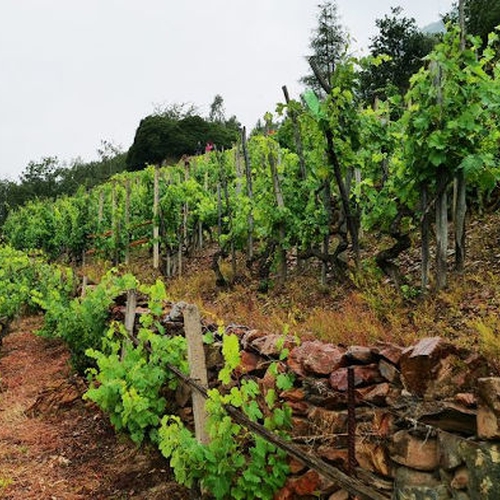 Volti e vini dalla Val Susa e dai Colli Tortonesi