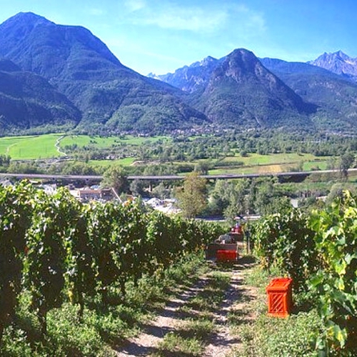 Il senso della Vite: volti e vini valdostani