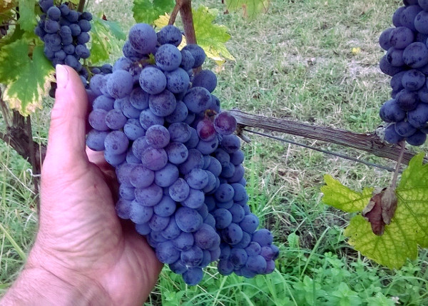 Il Senso della Vite: visioni monferrine