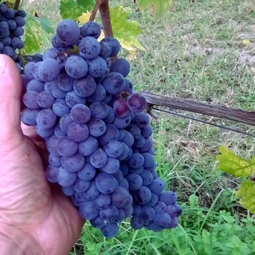 Il Senso della Vite: visioni monferrine