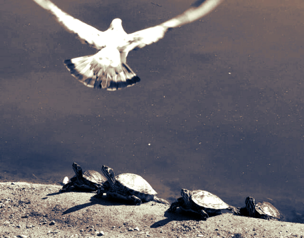 L'incontro: Antiginnastica e Yoga in dialogo